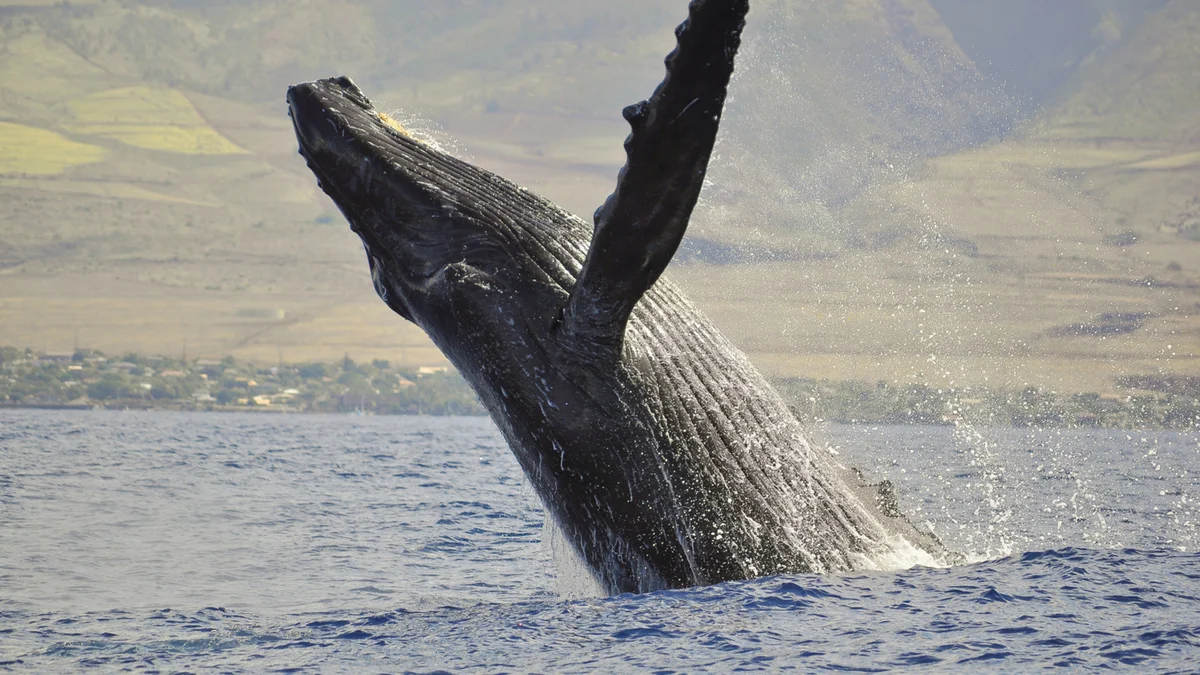 Kuleana 321
