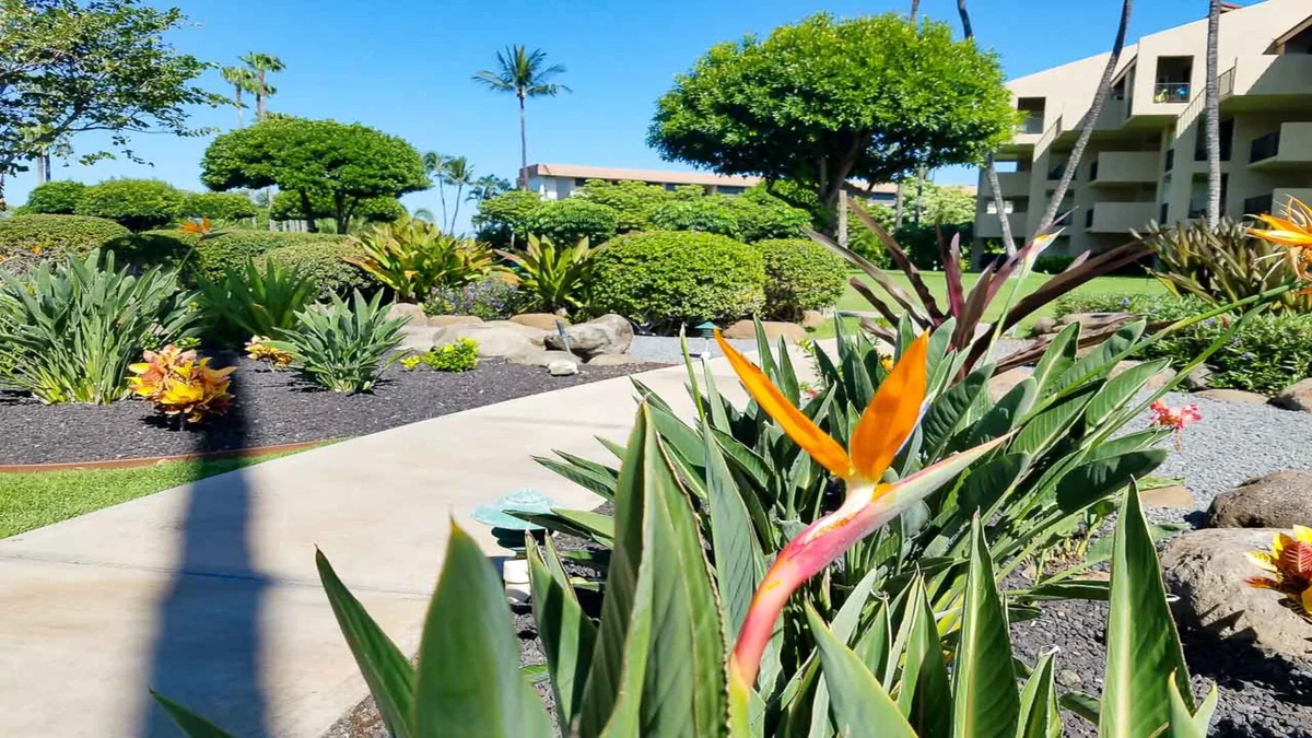 Kamaole Sands 1101