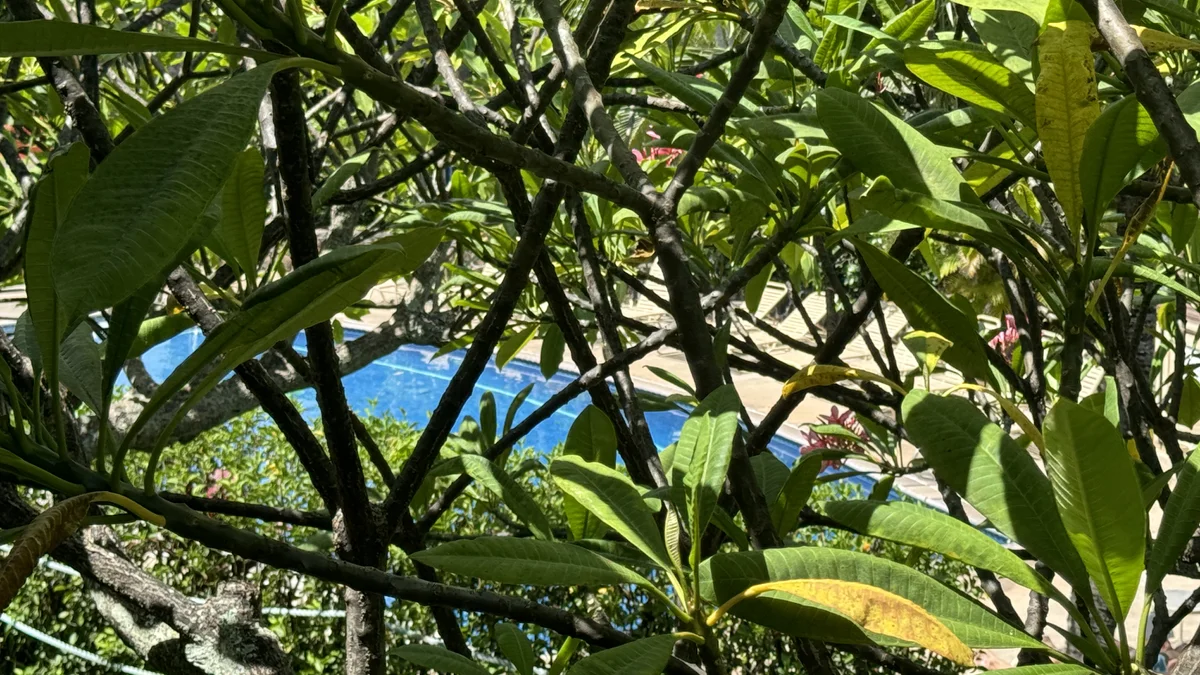 Napili Shores E237