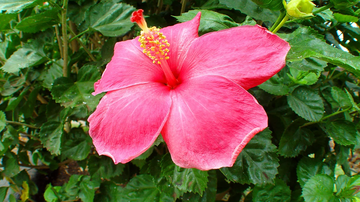 .Maui Kamaole B205
