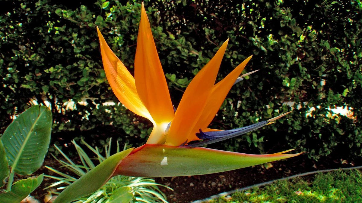 .Maui Kamaole B205