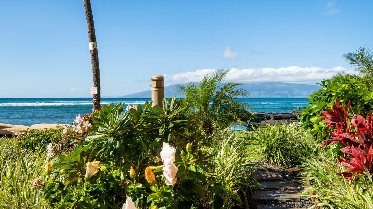 Royal Kahana 616
