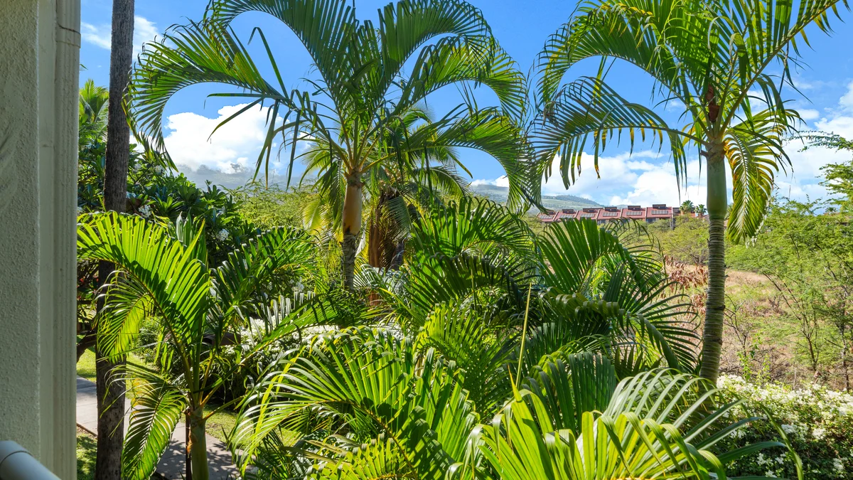 Maui Banyan H207