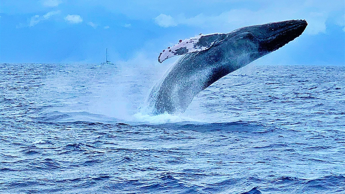 Wailea Ekahi 40E