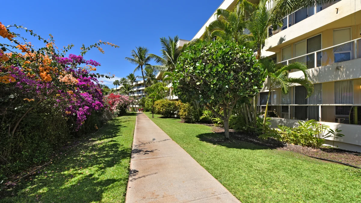 .Maui Banyan Q306