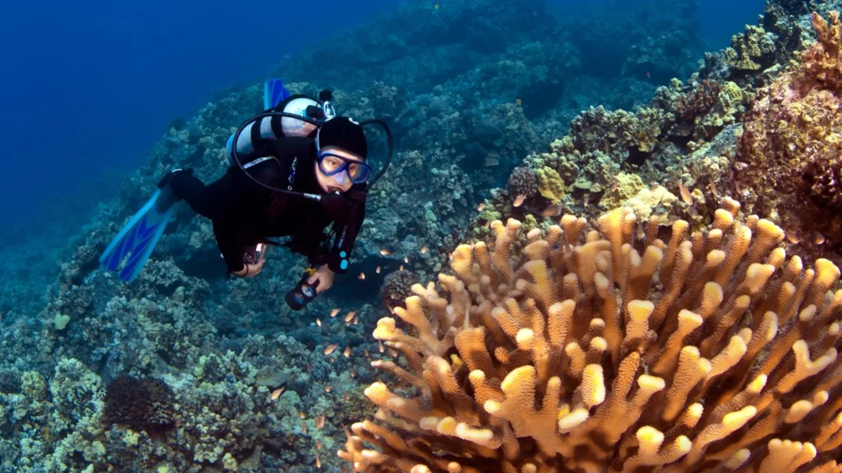Kuleana 321
