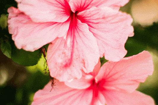 Springtime on Maui