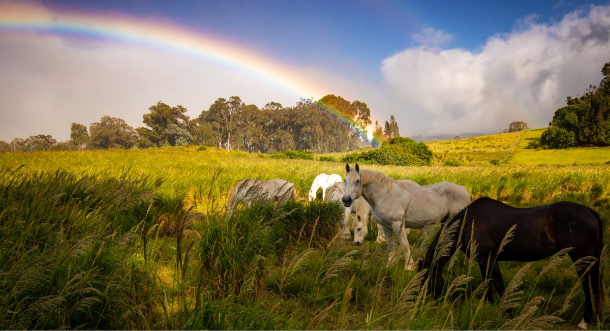 Upcountry Maui: A Day-Trip Guide to Kula, Makawao & Haleakala