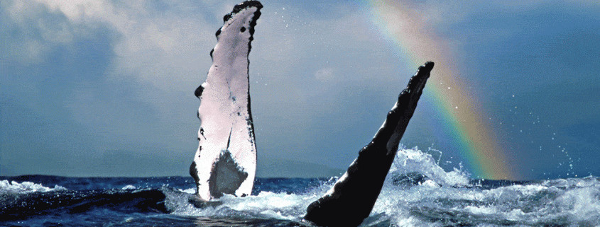 Maui Whale Season 2026-2027: Your Complete Guide to Experiencing Koholā