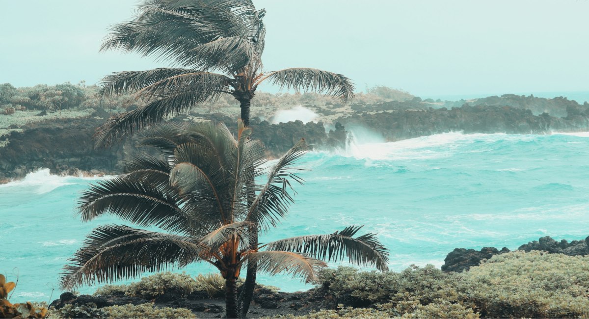 Palm trees bending in the wind as powerful waves hit the volcanic coastline at Paʻiloa black sand beach
