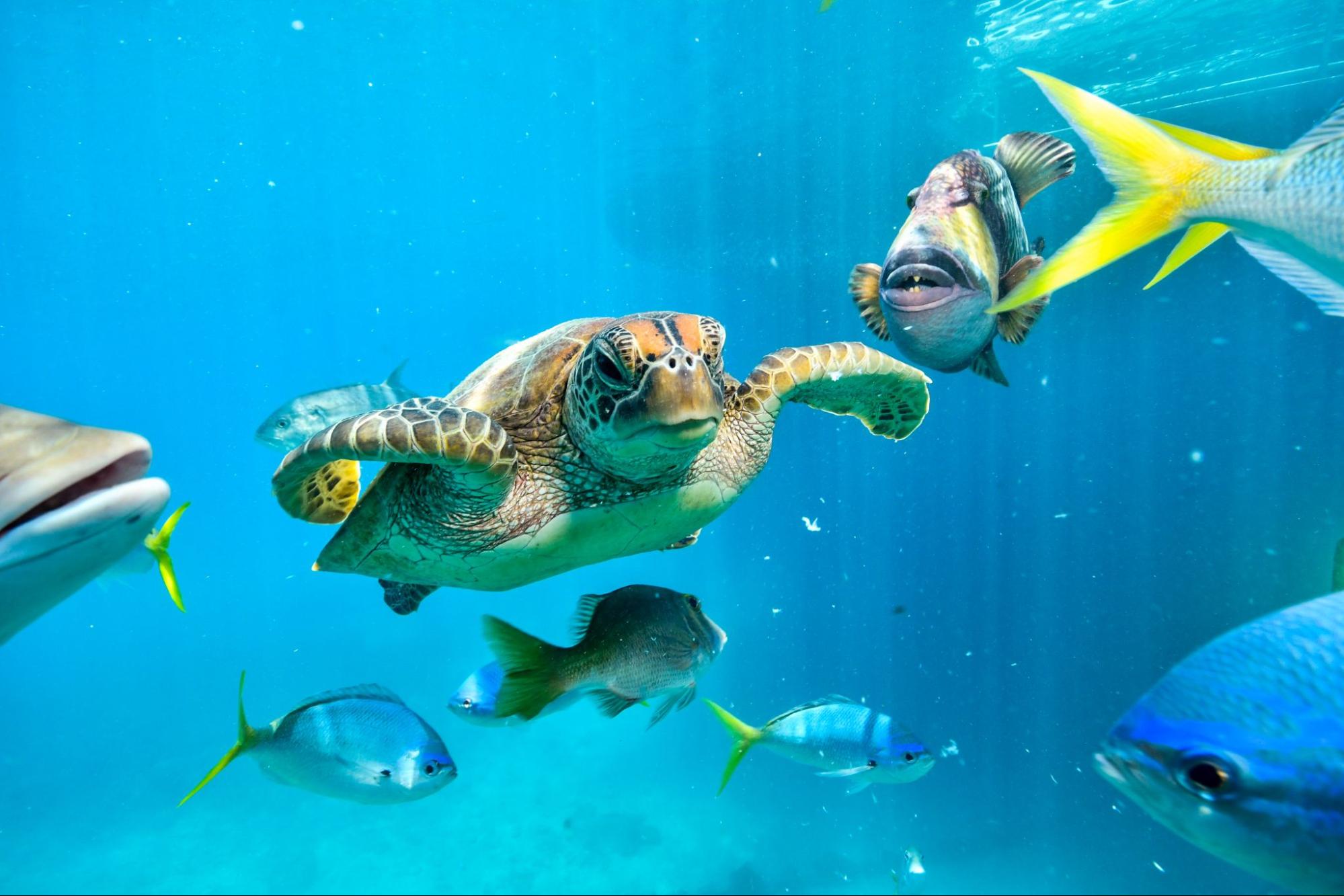 Hawaiian green sea turtle swimming underwater with colorful tropical fish including yellow tangs in Maui's coral reef waters