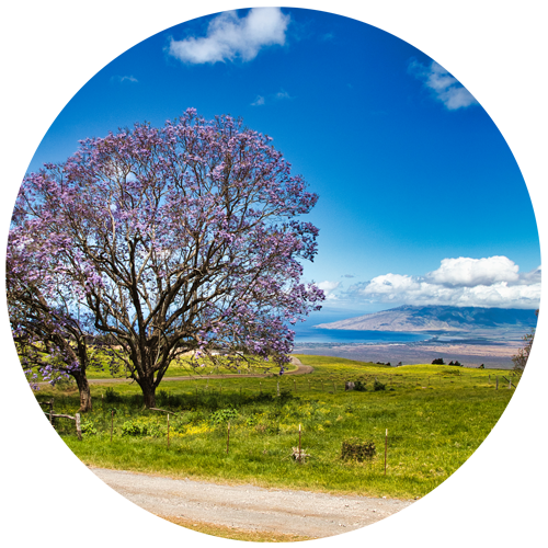 Upcountry Maui ranch land