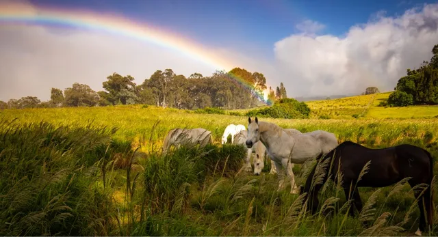 Horses grazing in Upcountry Maui